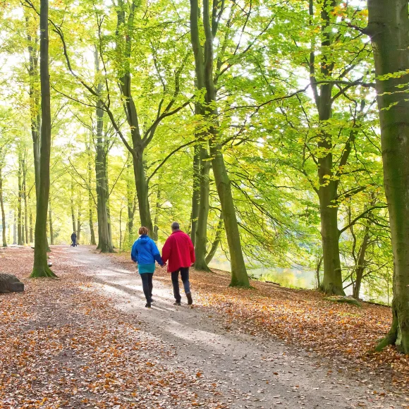 The Haagse Bos forest