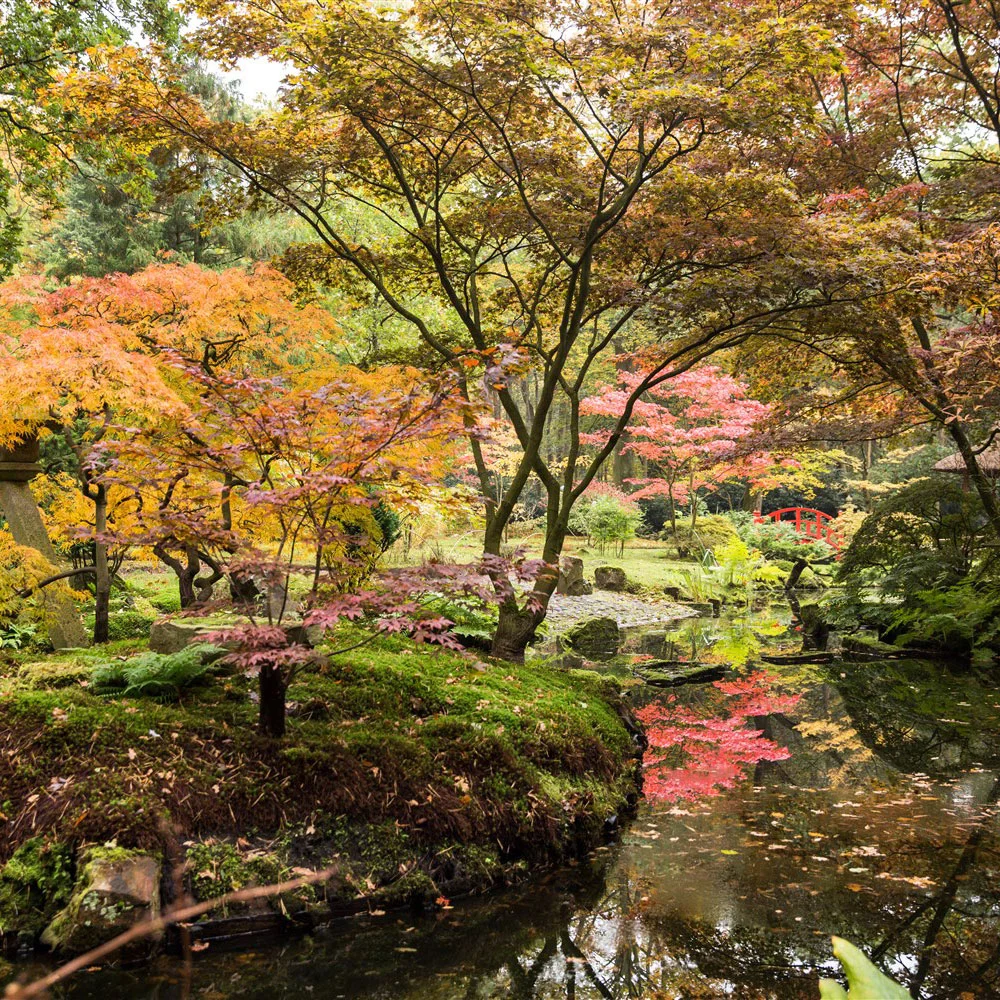 Japanese Garden in Clingendael
